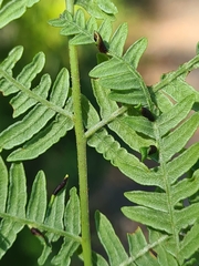 Dasineura pteridis