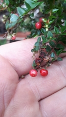 Acrothamnus maccraei