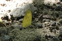 Eurema andersoni