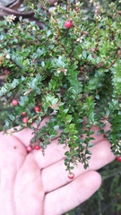 Acrothamnus maccraei