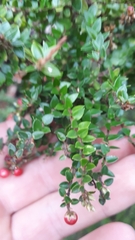 Acrothamnus maccraei