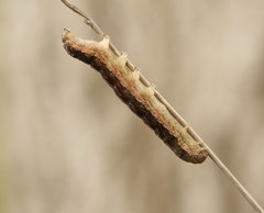 Lepidoptera