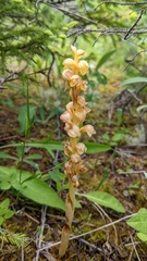 Corallorhiza striata vreelandii