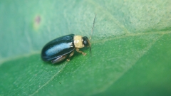 Chrysomelidae