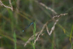 Coenagrion pulchellum
