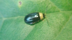 Chrysomelidae