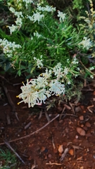 Grevillea pilulifera