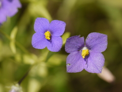 Exacum pumilum