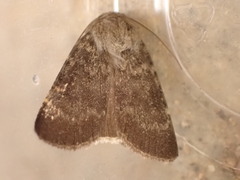 Standfussiana lucernea