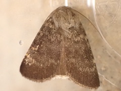 Standfussiana lucernea