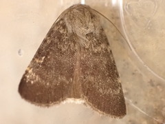 Standfussiana lucernea