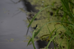Calopteryx virgo
