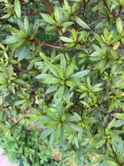 Rhododendron kanehirae