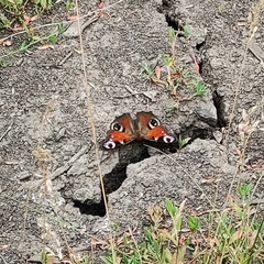 Aglais io io