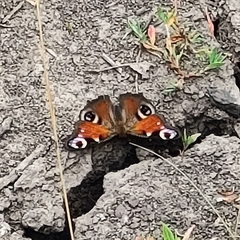 Aglais io io