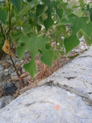 Broussonetia papyrifera