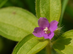 Osbeckia muralis