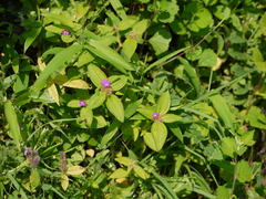 Osbeckia muralis