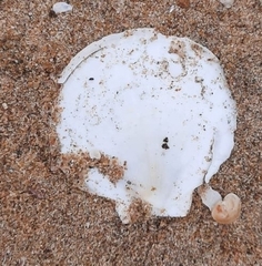 Amusium pleuronectes