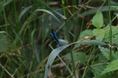 Calopteryx virgo