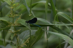 Calopteryx virgo