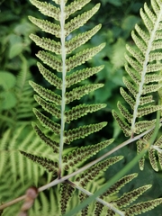 Macrothelypteris