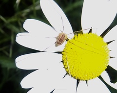 Rilaena triangularis