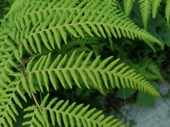 Macrothelypteris