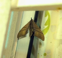 Marumba cristata