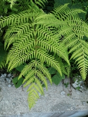Macrothelypteris