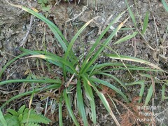 Cyperus cyperoides