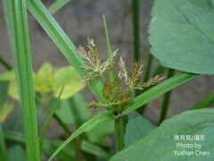 Cyperus pilosus