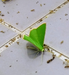 Ornithospila bipunctata