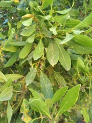 Arbutus unedo