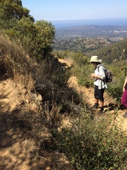 Calochortus fimbriatus