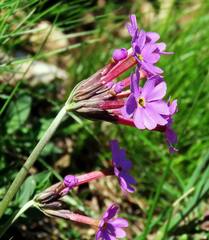 Primula halleri