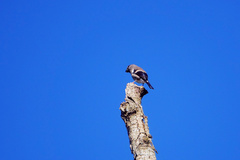Pyrrhula nipalensis uchidai
