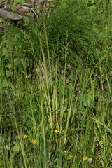 Poa remota