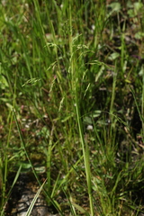 Poa remota