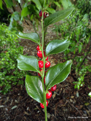 Sarcococca ruscifolia