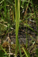 Poa remota