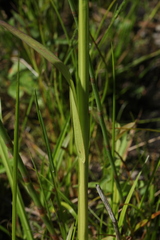 Poa remota