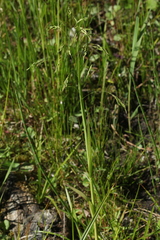 Poa remota