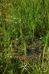 Poa remota