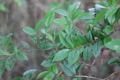 Eurya crenatifolia