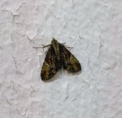 Lophoptera acuda