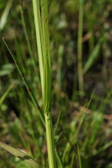 Poa remota