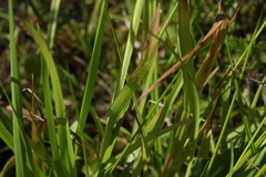 Poa remota