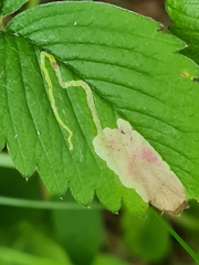 Agromyza sulfuriceps