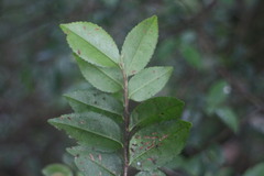 Eurya crenatifolia